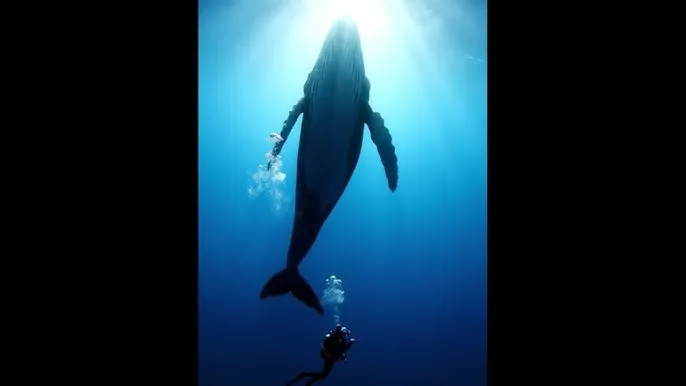 办公室娇喘的白丝老师在线看 - 深蓝星球：探索海洋深处的未知世界